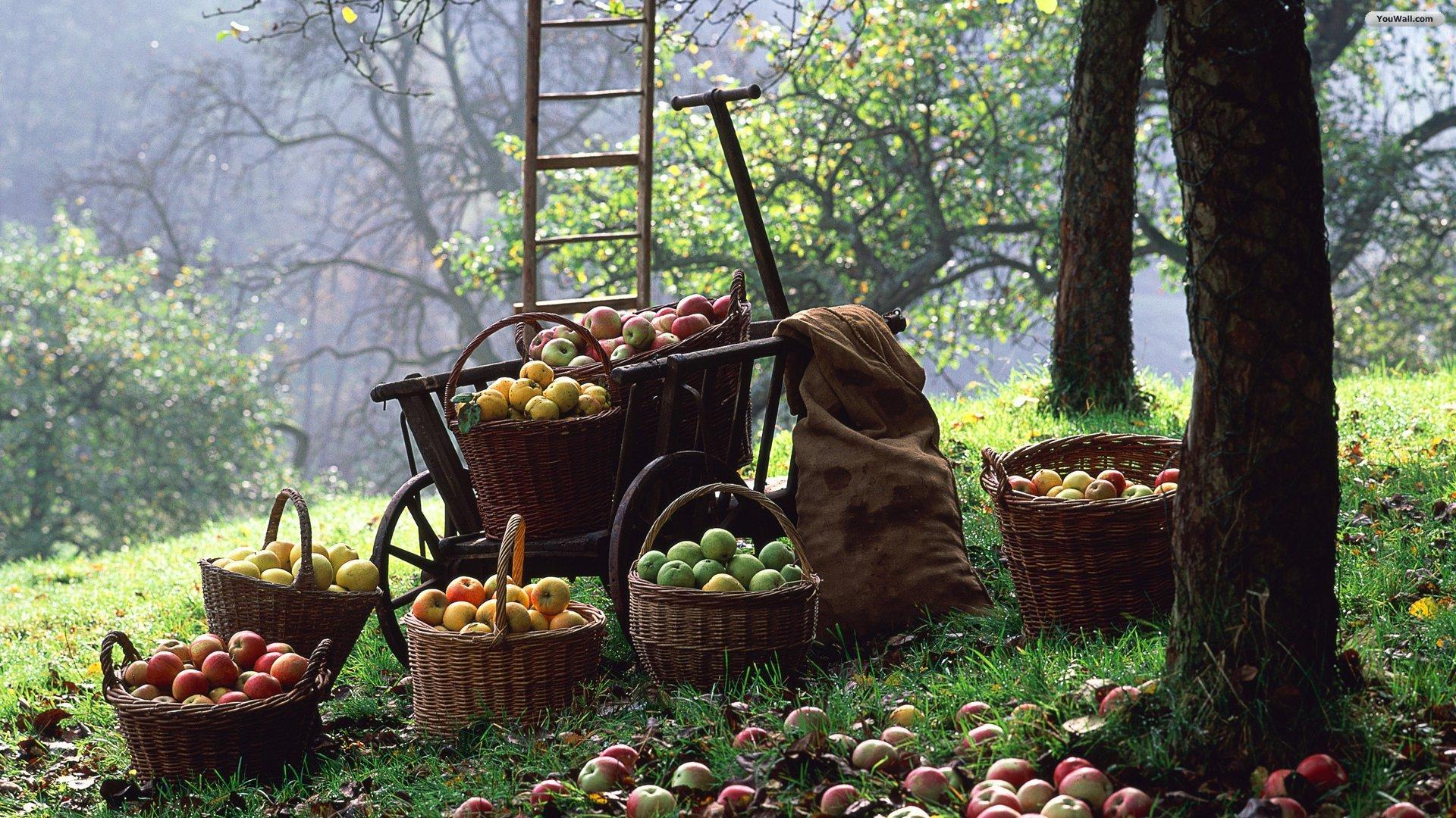 Harvest Time Download Adorable Peanut Halloween Desktops Now - 57d1kt8
