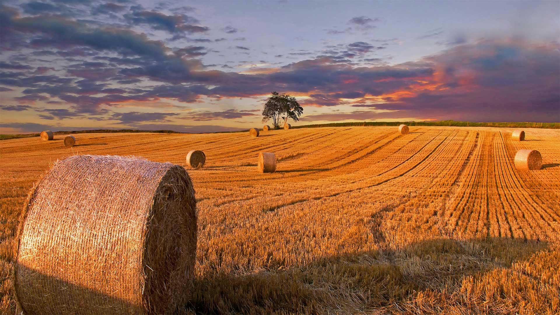 1920x1080 Bing image: Hay, what s up? Wallpaper Gallery