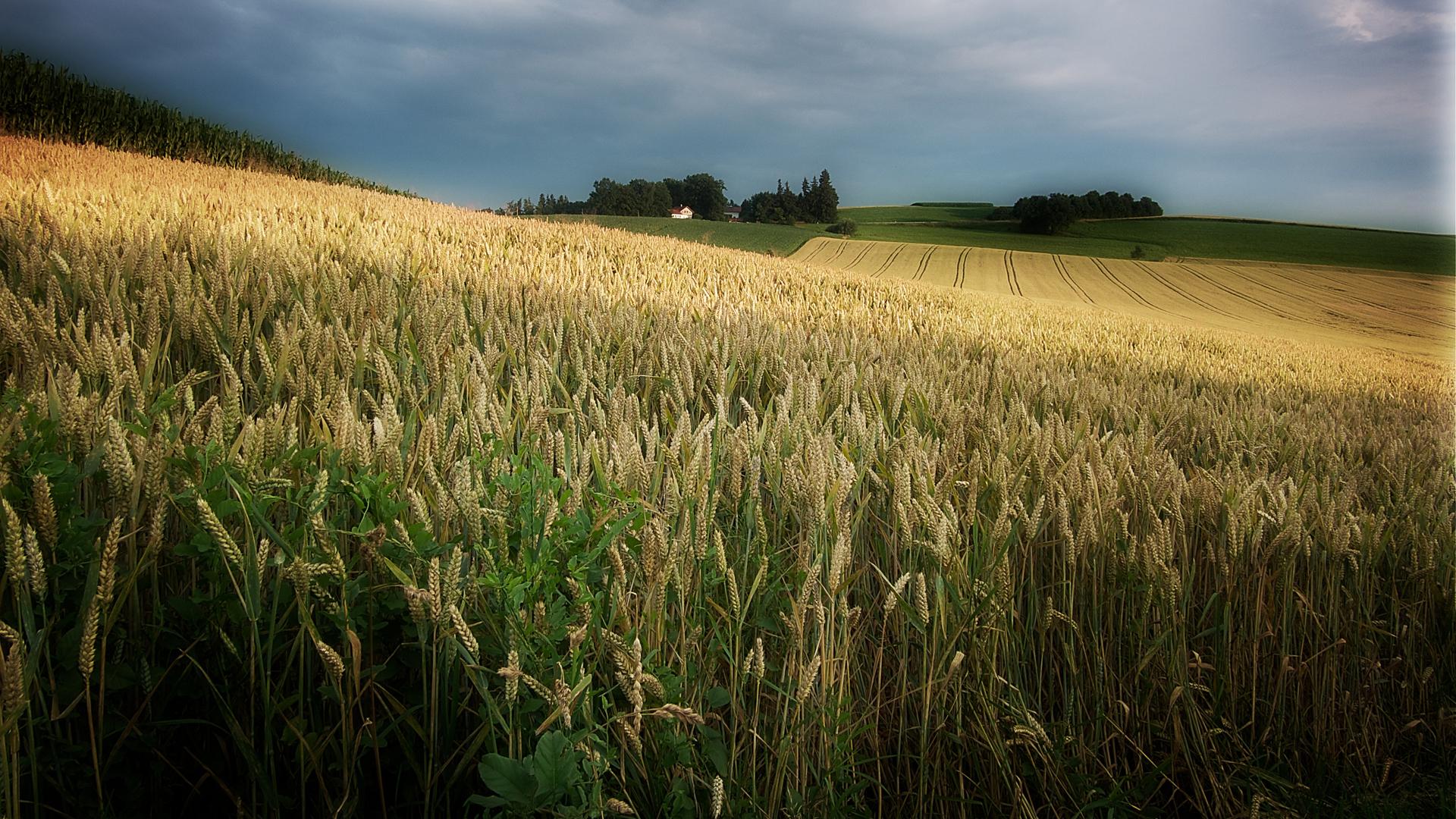 1920x1080 Beautiful Harvest Wallpaper