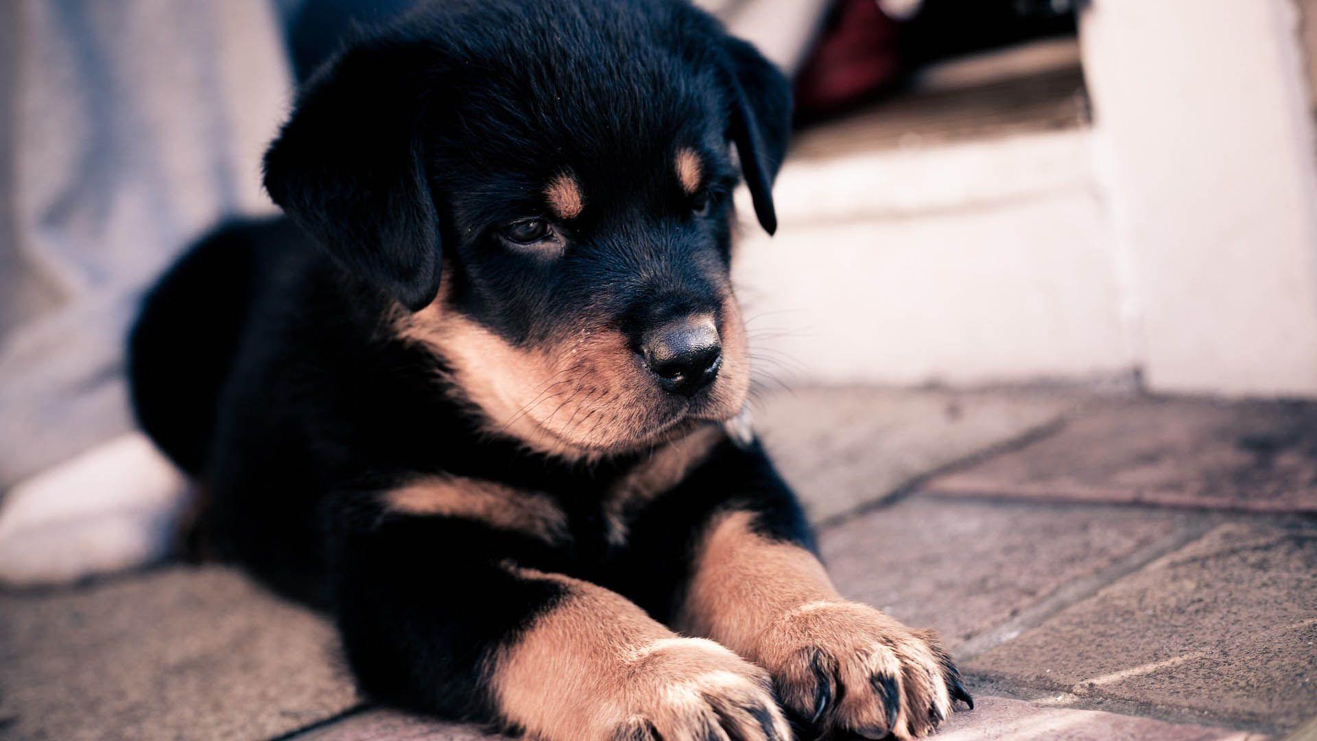1920x1080 Cool Dogs Background Superb Dogs Wallpaper