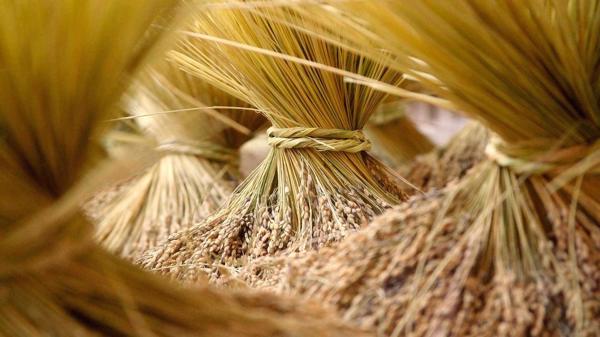 1920x1080 Harvest HD Wallpaper and Background