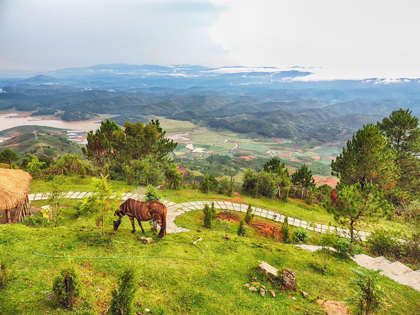 1365x1024 Photo Horses Vietnam Nature Hill Fields Meadow Scenery Trees