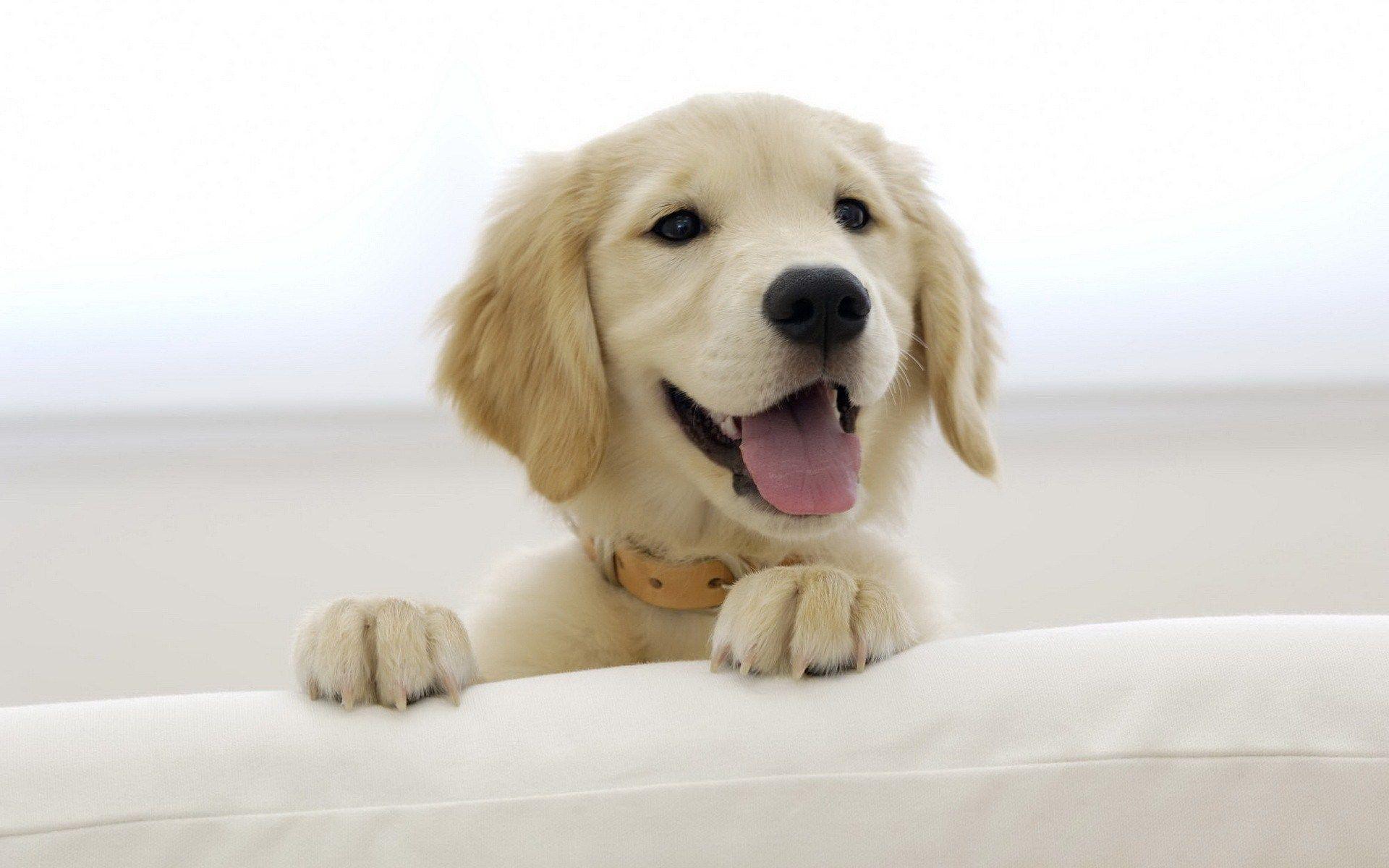 1920x1200 Labrador Dog Wallpaper