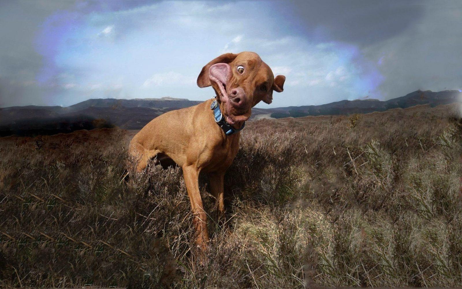 1600x1000 Wallpaper Weird Face Dog x 1000 Funny Weird Crazy