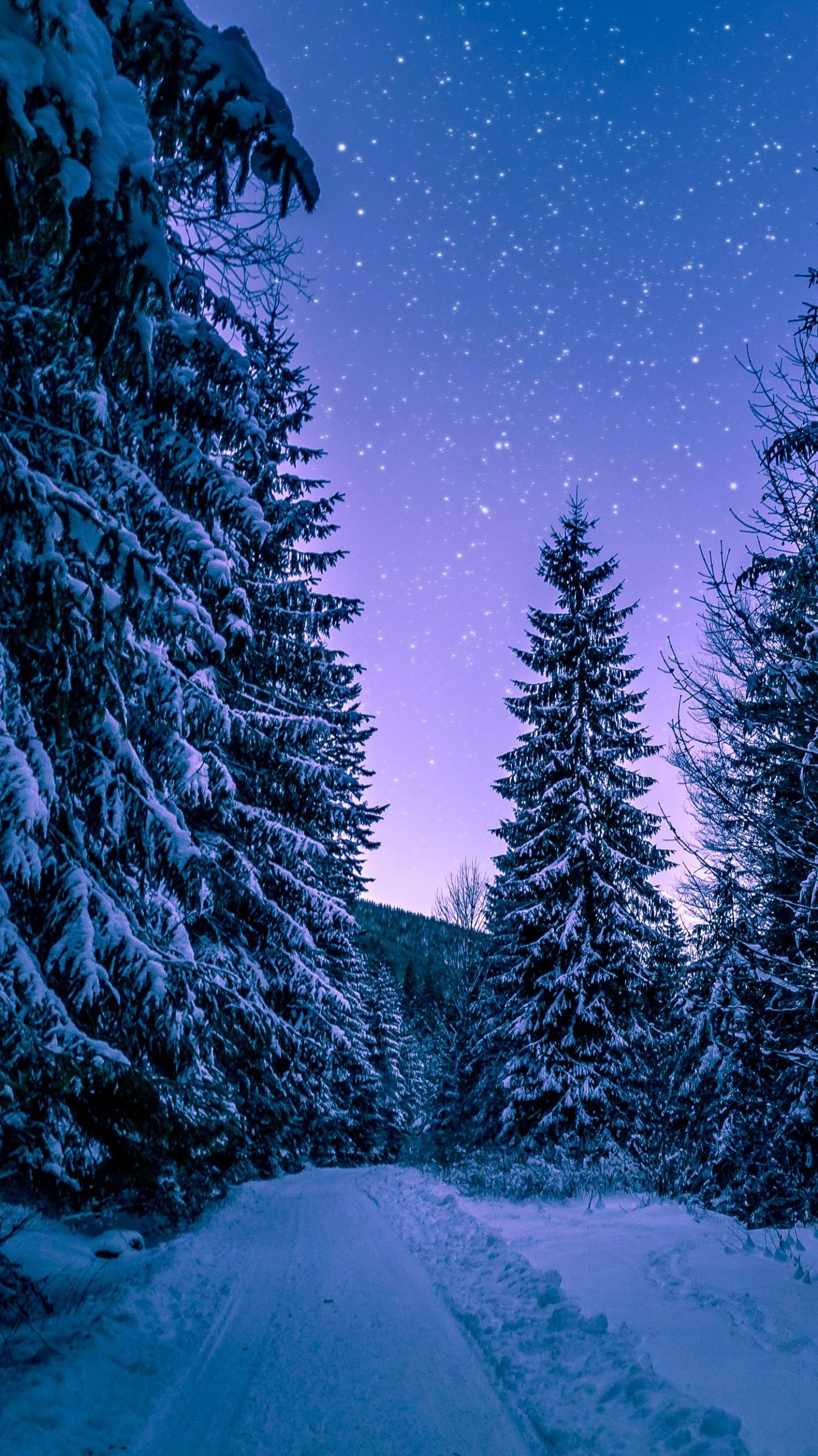 1440x2560 Snowy Trees Wallpaper 4K, Winter, Forest, Frozen, Nature