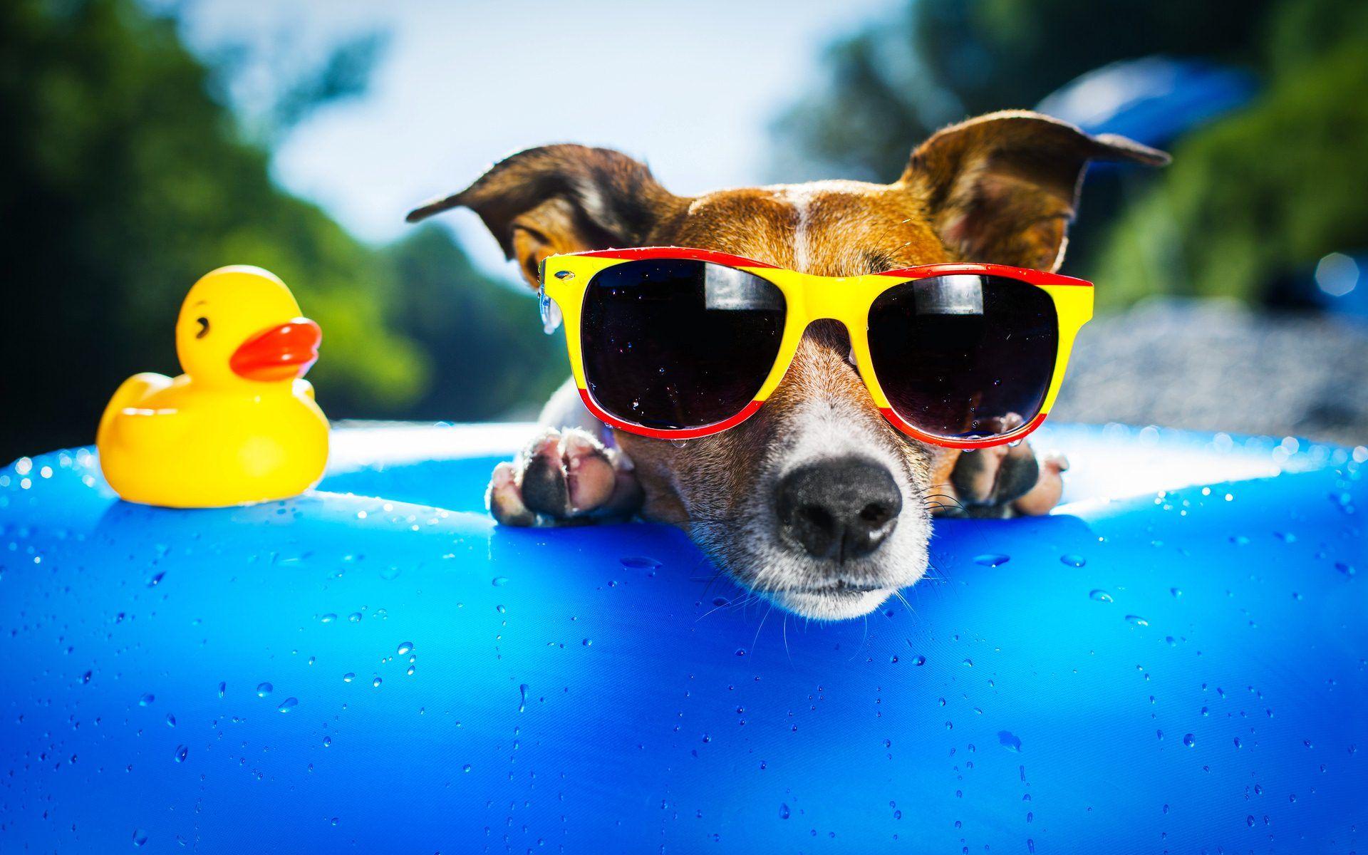 1920x1200 Awesome Sunglasses Photo