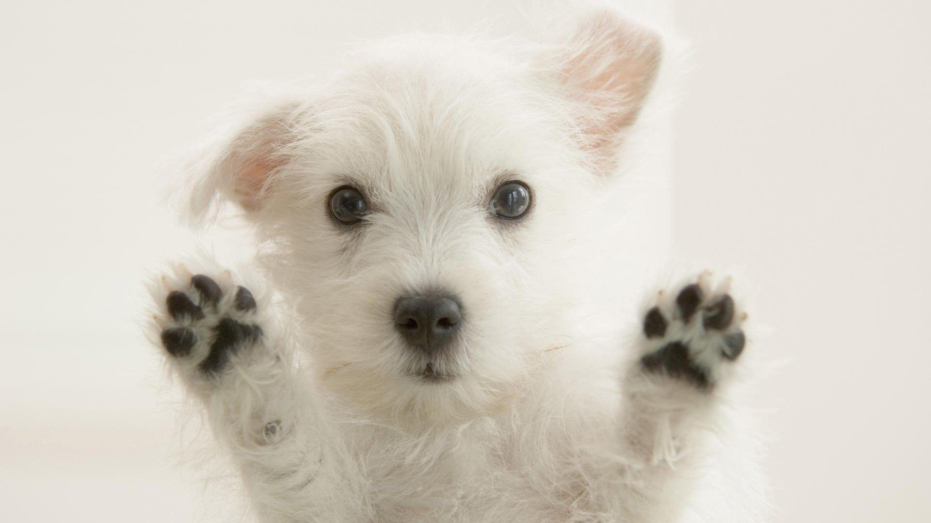 1920x1080 Dogs: Window White West Picture Of Dog Jumping for HD 16:9 High