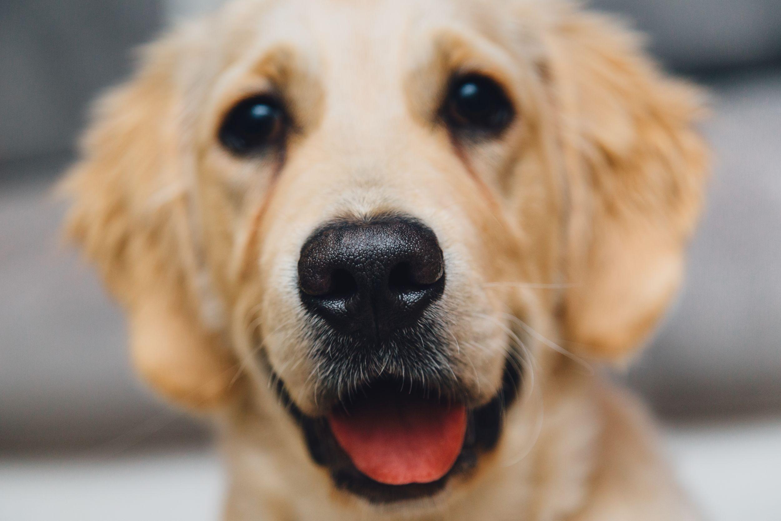 2500x1666 Dog Background