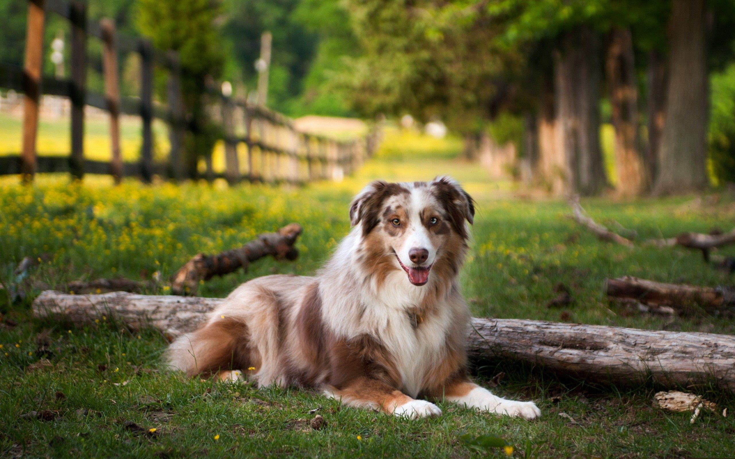 2560x1600 Dog Nature Wallpaper 44752
