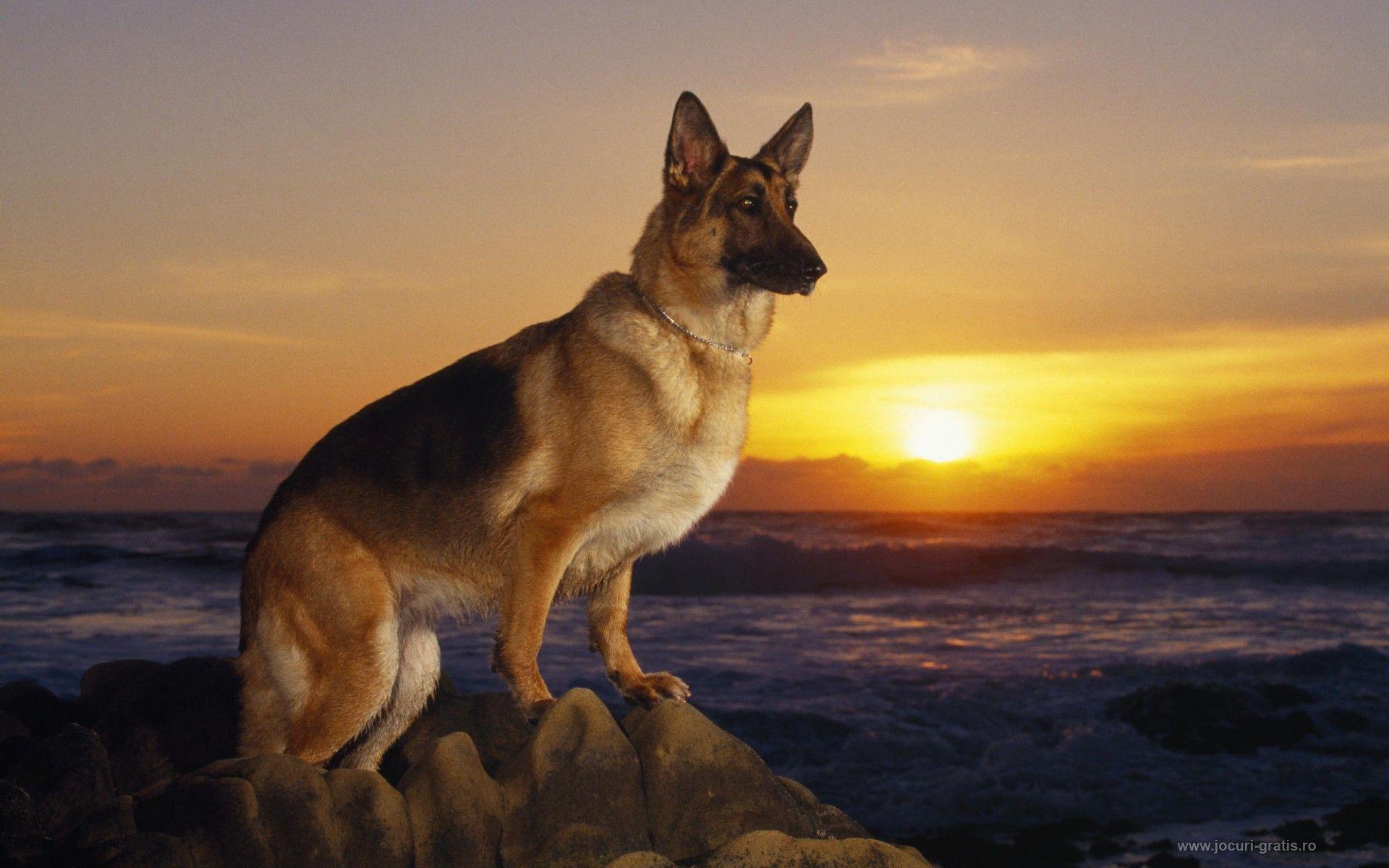 1920x1200 Gallery of 50 Awesome Germany Background, Wallpaper. B.SCB WP&BG