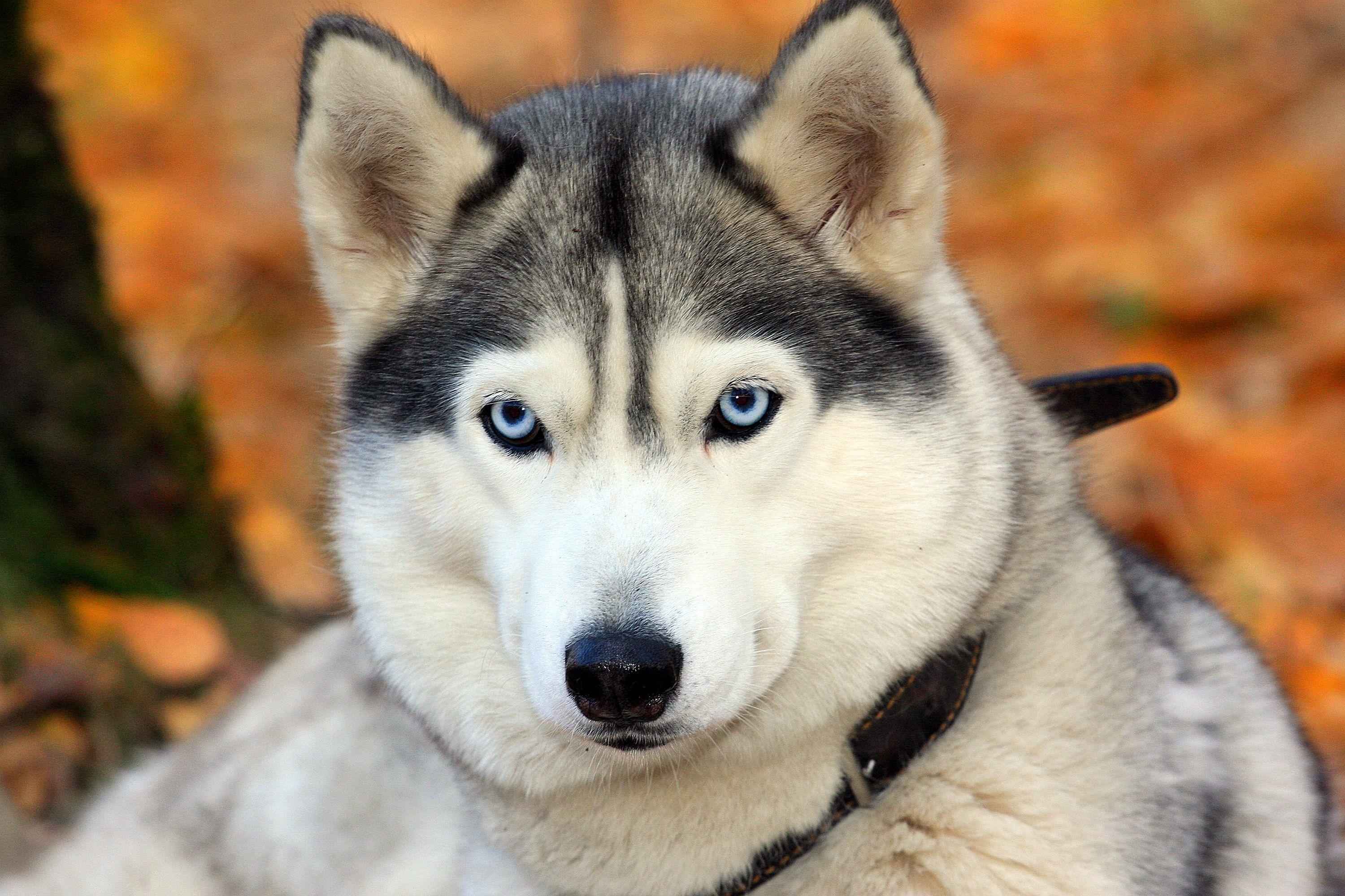 3000x2000 Dog Wallpaper