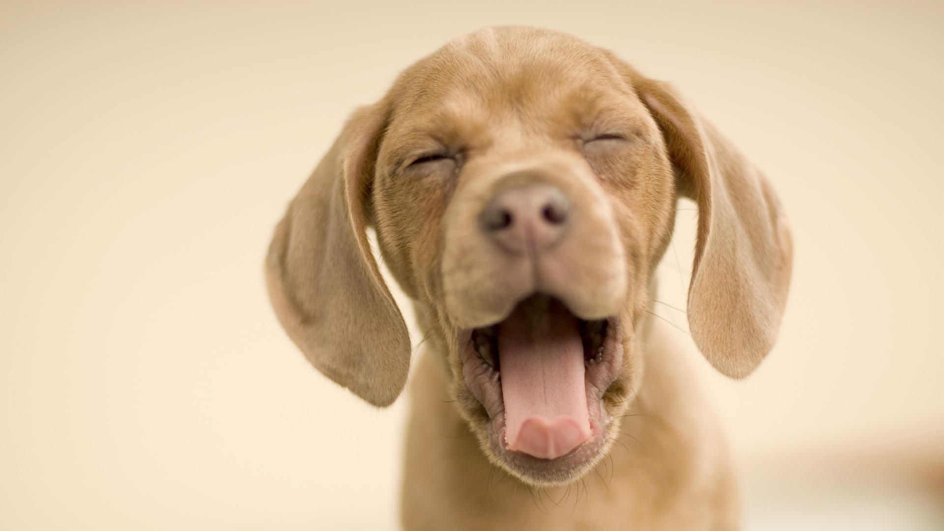 1920x1080 Download Free Modern Awesome Dog The Wallpaper 1920x1080px. HD