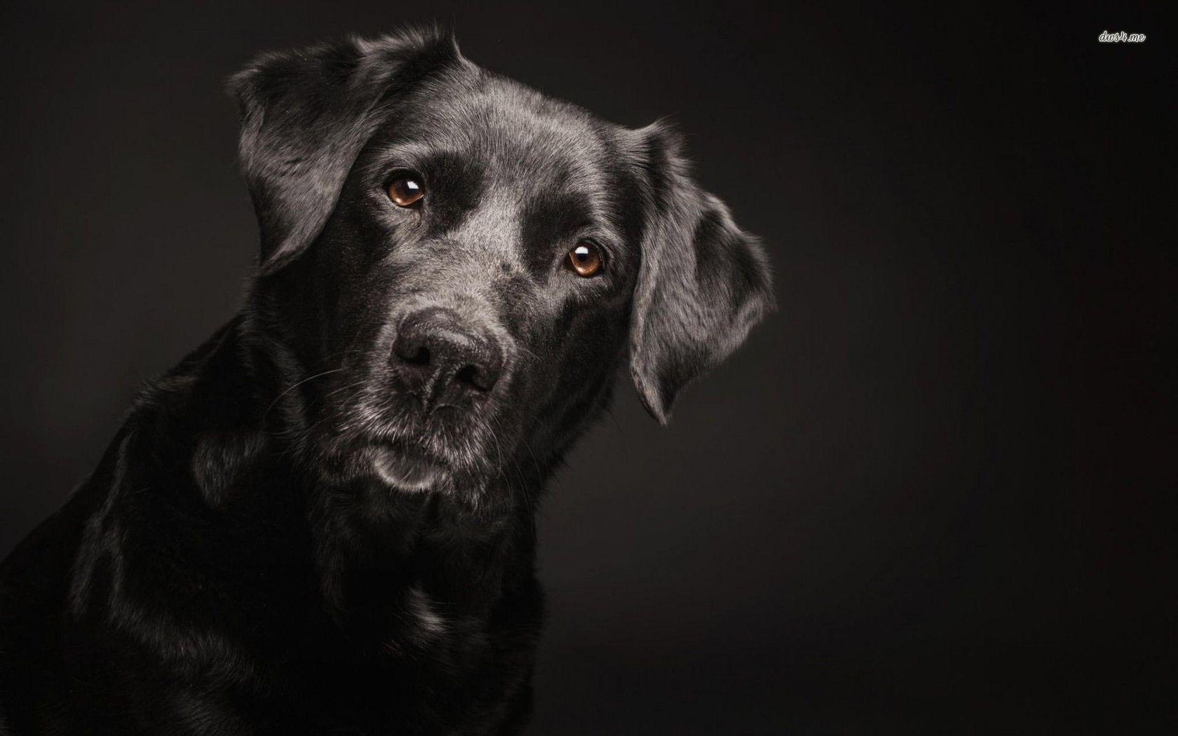 1680x1050 Labrador Wallpaper, 100% Quality HD Labrador Wallpaper Archives