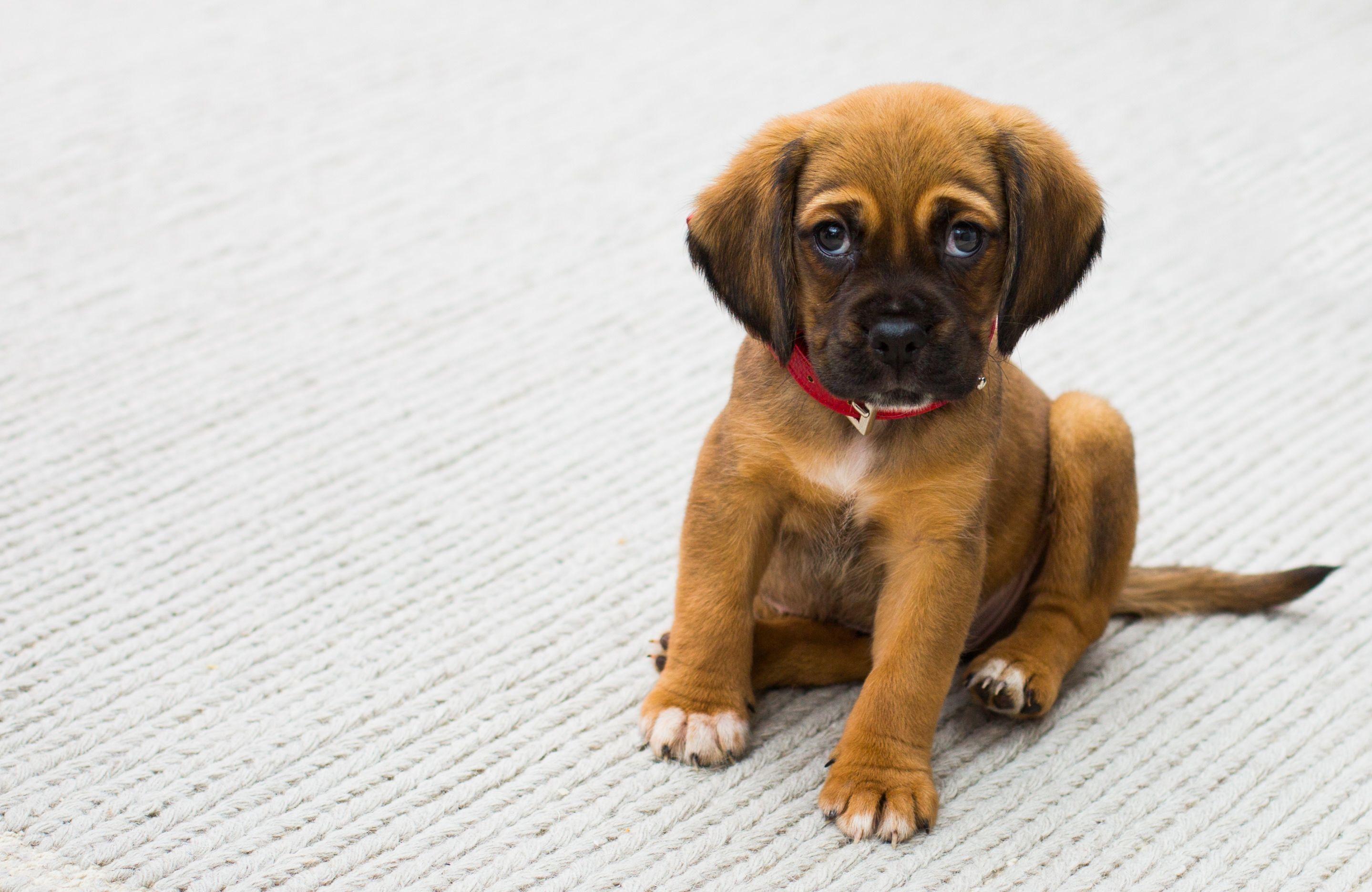 2878x1871 Best Picture Of Dogs For Free Animal Dog Wall