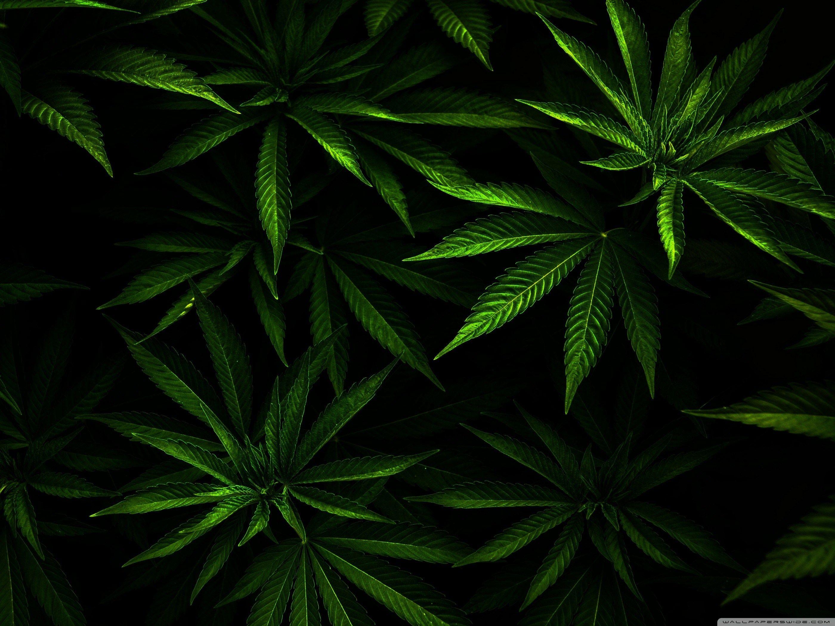 2800x2100 Animated Weed Wallpaper