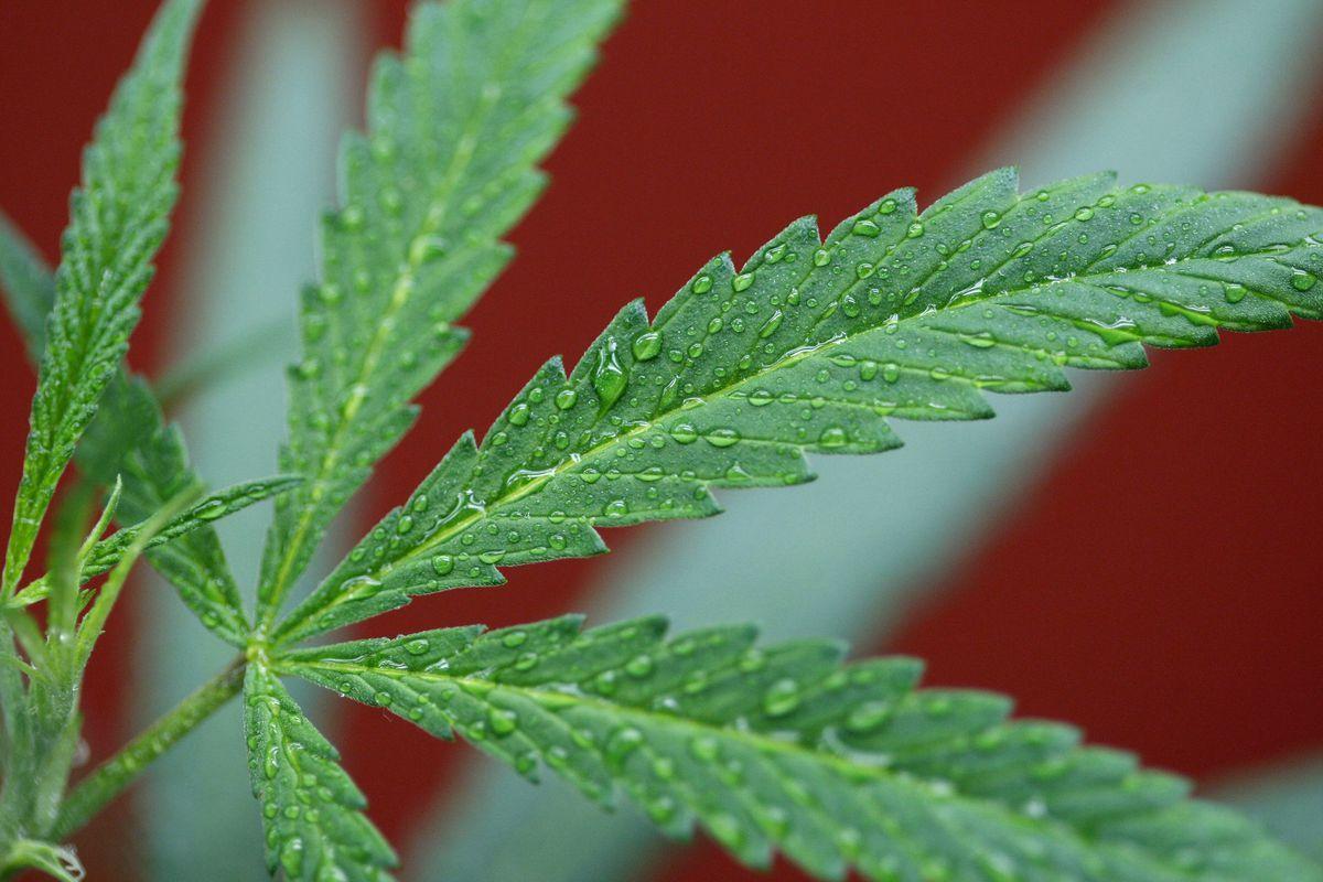 1200x800 Marijuana legalization just had its biggest month yet