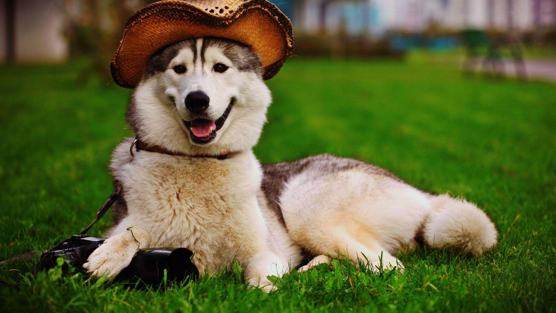 1920x1080 Dog 2016 Wallpaper, for desktop and mobile