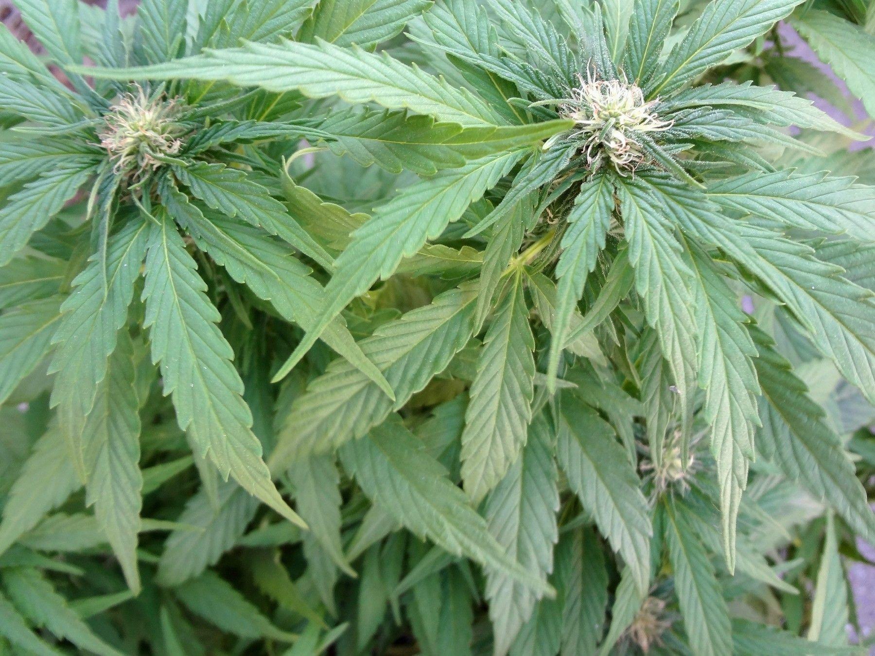 1800x1350 Arizona Court of Appeals: Medical Weed Patients Cannot Sell to Other