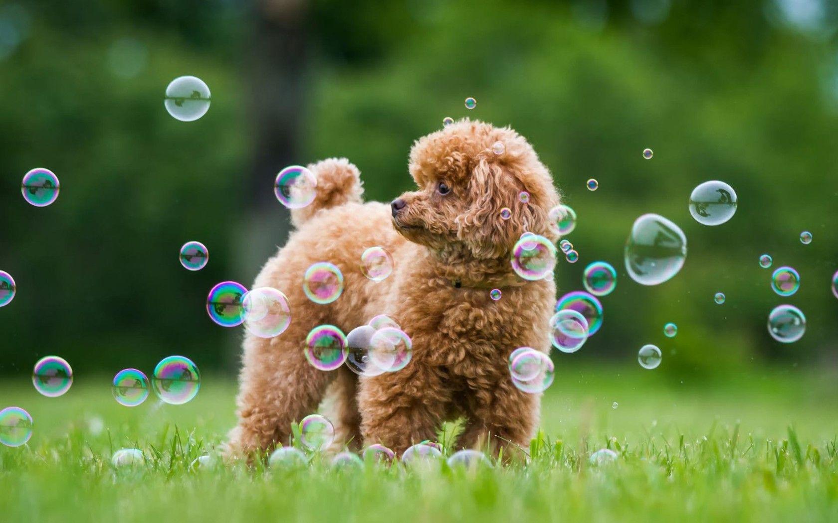 1680x1050 Poodle Dog Desktop Wallpaper