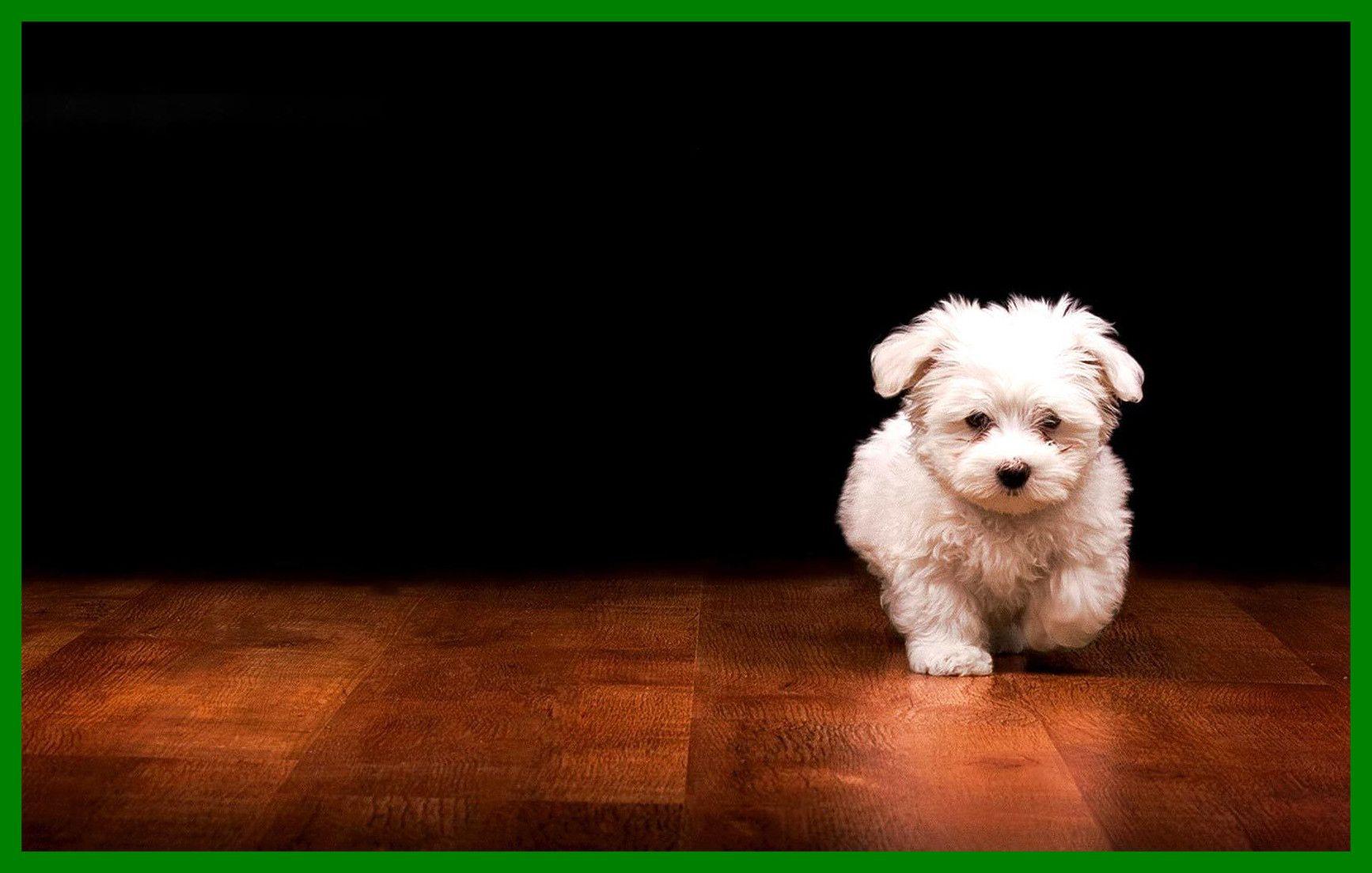 1734x1104 Awesome Puppy Wallpaper Mobile Long For Cute HD Desktop Popular