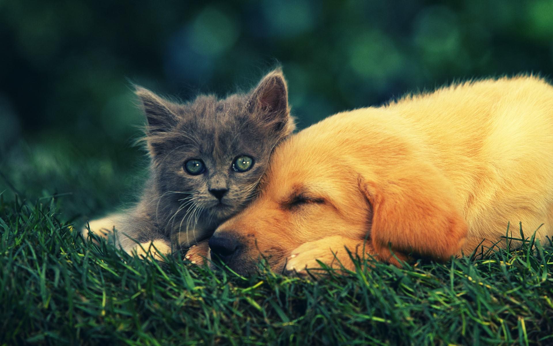 1920x1200 The Family Dogs And Cats Wallpaper Awesome Wallpaper. High