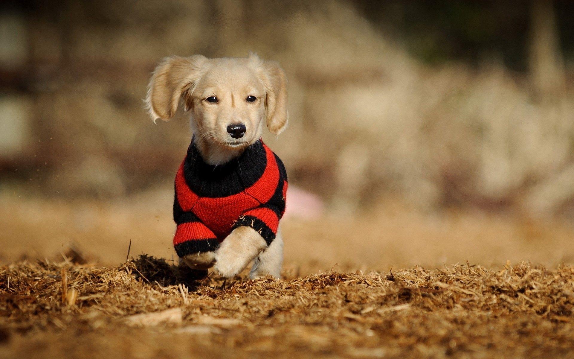 1920x1200 Dogs Wallpaper HD Picture One HD Wallpaper Picture. HD