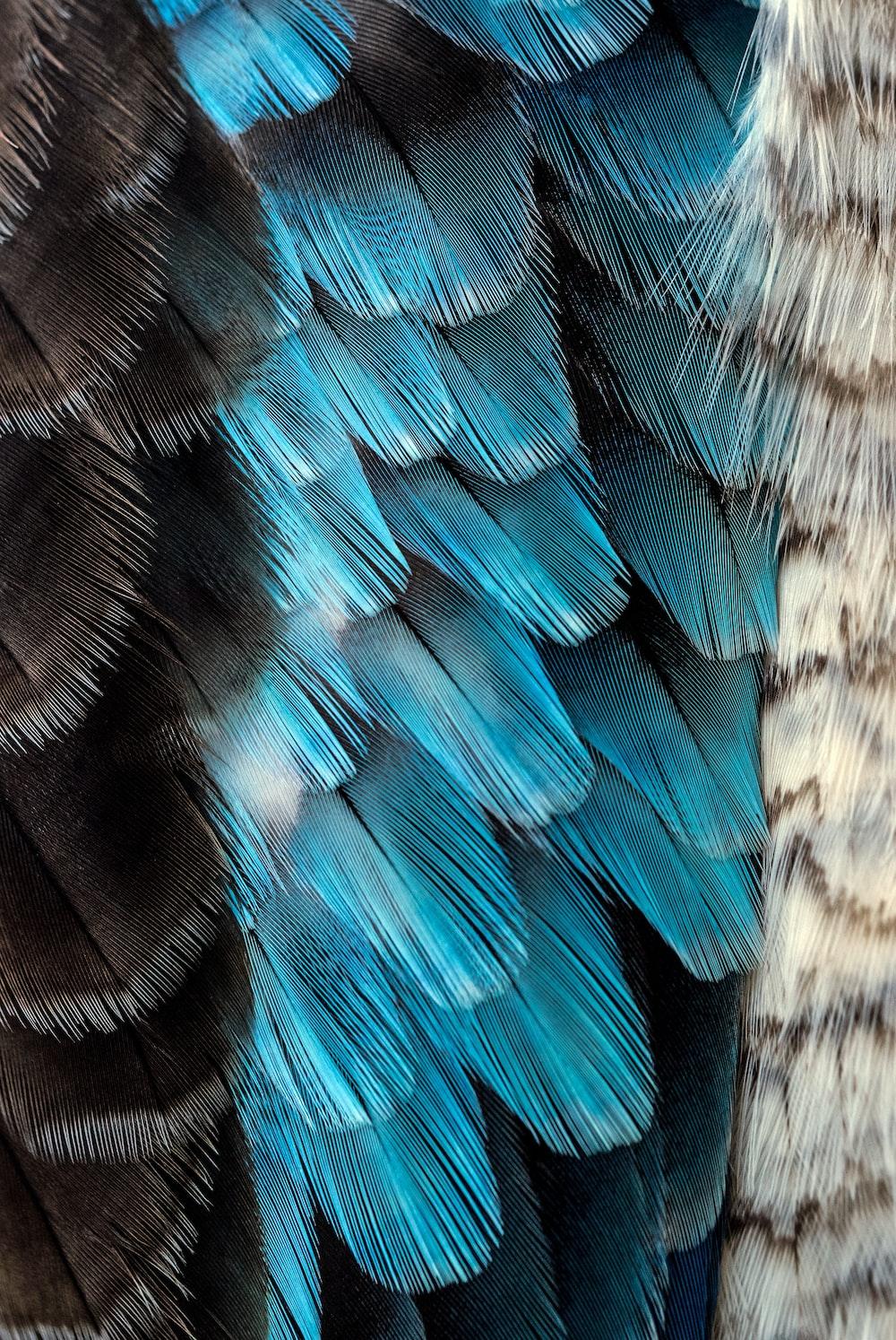 1000x1494 Blue Feathers Picture. Download Free Image
