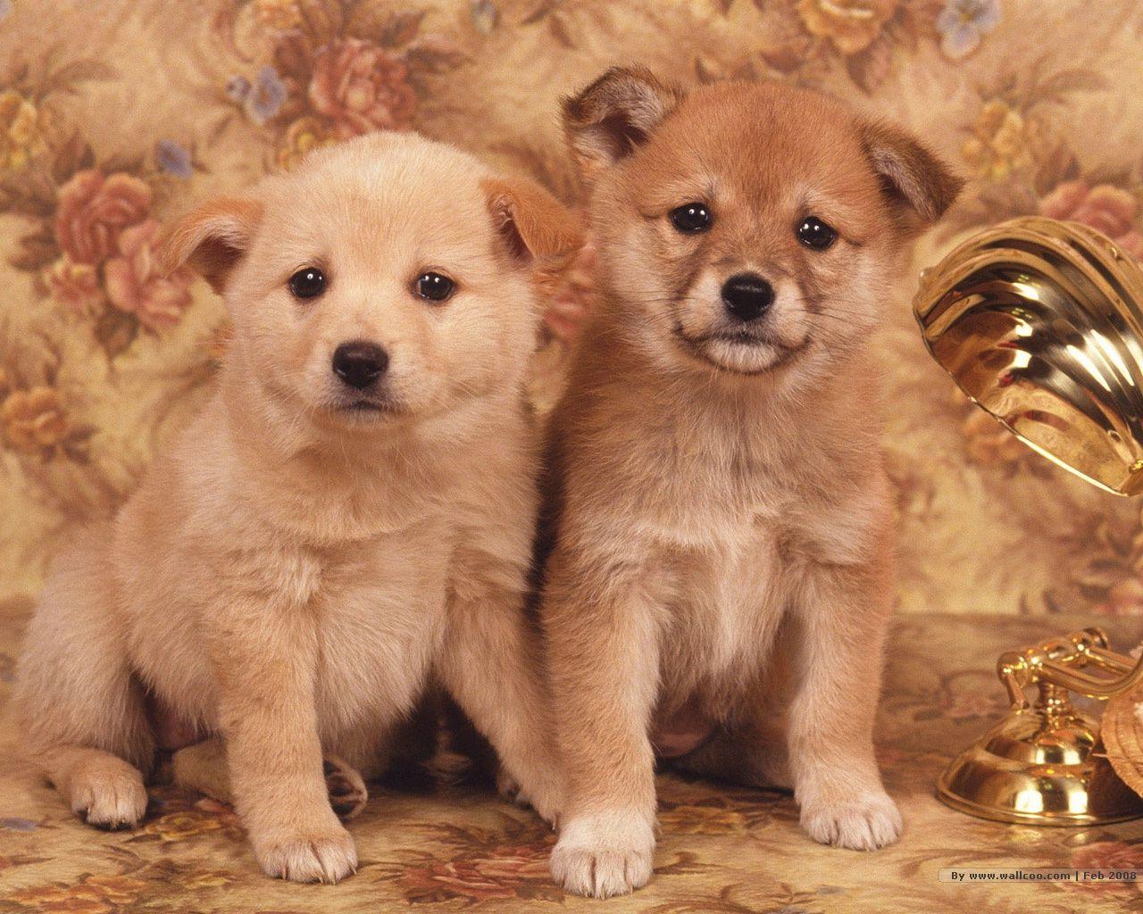 1280x1024 pups posing for photo Wallpaper and Background Imagex1024