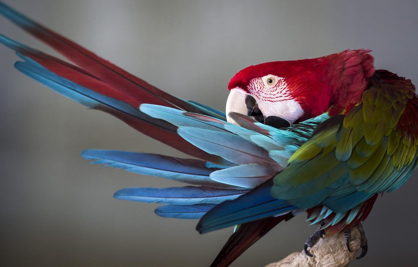 1332x850 Wallpaper background, bird, parrot, feathers image for desktop, section животные