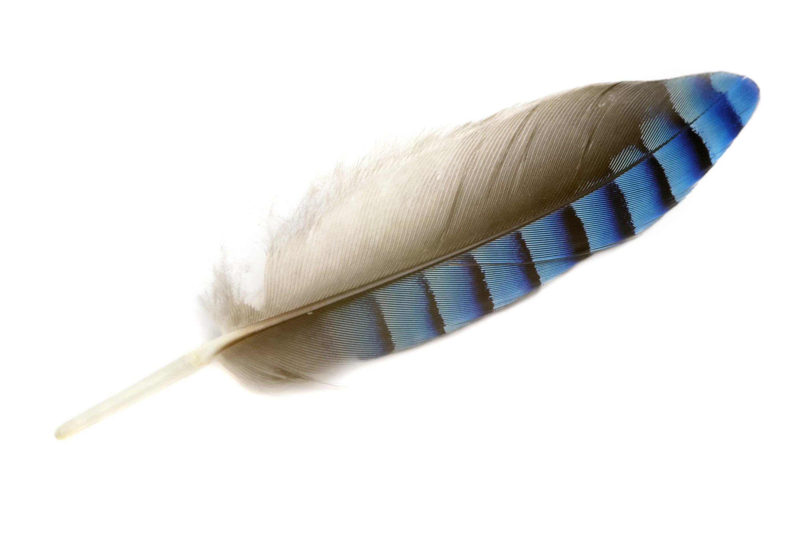 2805x1870 How to identify bird feathers: expert guide. BBC Wildlife Magazine