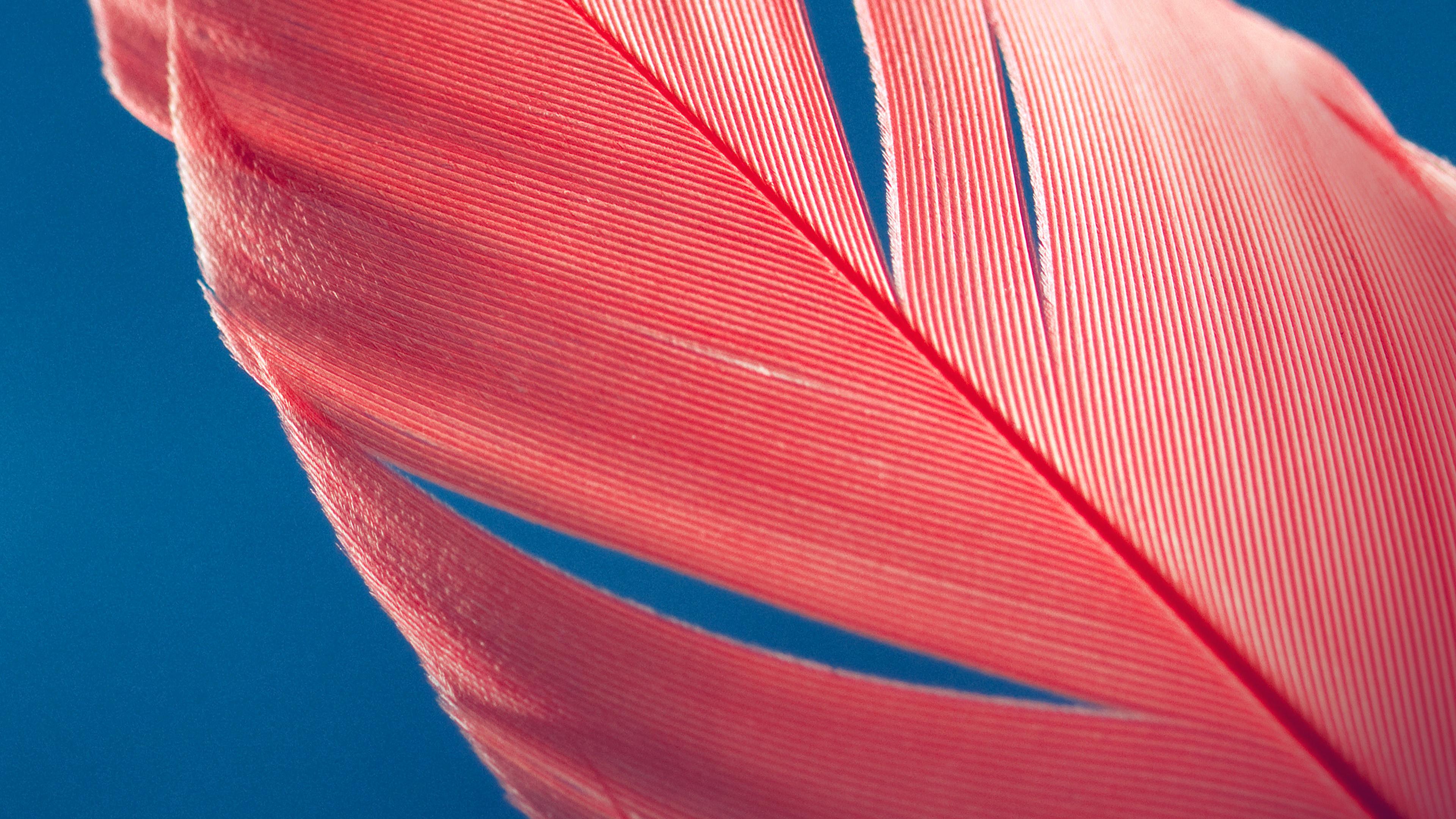3840x2160 wallpaper for desktop, laptop. moto x style bird feather pattern blue