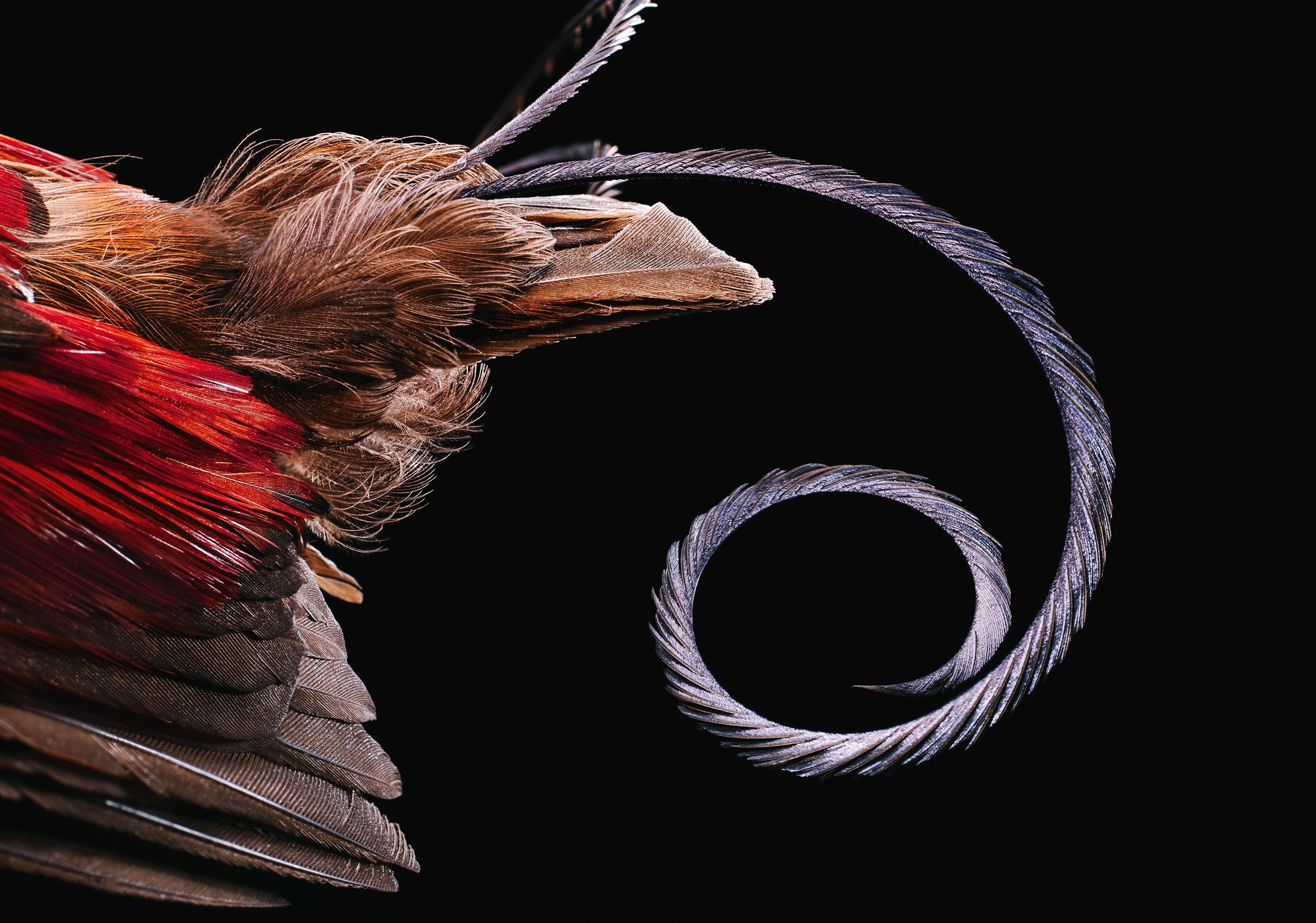 2500x1753 Exquisite Photo of Bird Feathers from Around the World