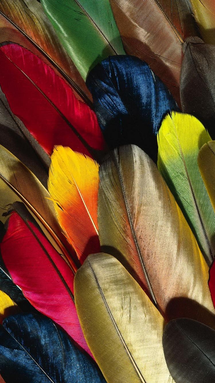 750x1334 Free download Colorful Parrot Feathers iPhone 6 Wallpaper HD Free Download [750x1334] for your Desktop, Mobile & Tablet. Explore Parrot Feather Wallpaper. Parrot Wallpaper, Macaw Parrot Wallpaper, HD Parrot Wallpaper