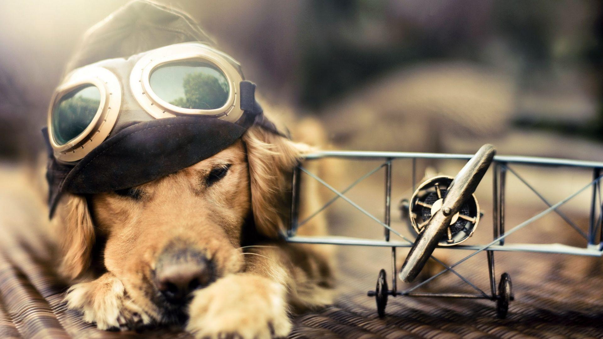 1920x1080 Creative & Graphics Withus Flying Dog wallpaper Desktop, Phone