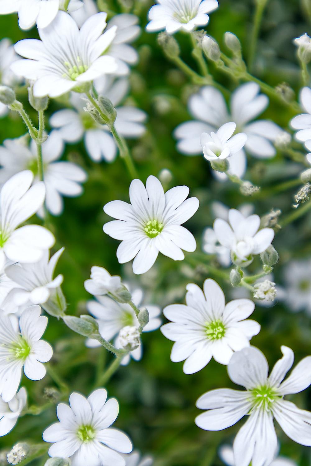 White and Green Flower Wallpapers - Top Free White and Green Flower