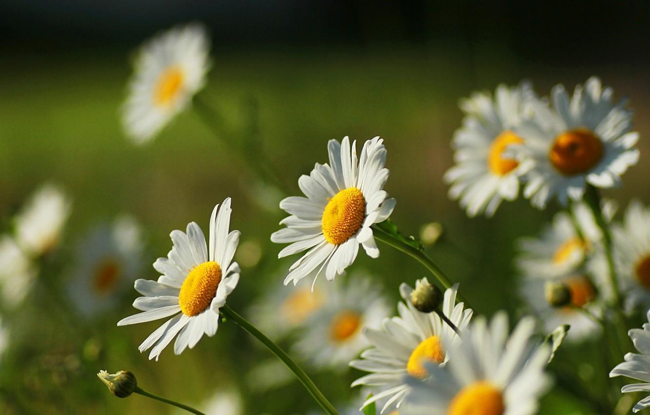 White and Green Flower Wallpapers Top Free White and Green Flower
