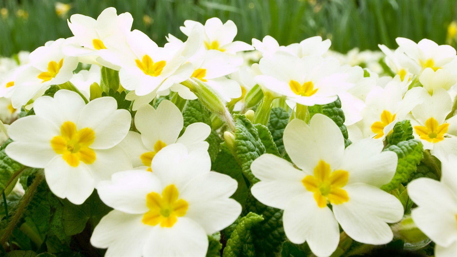 1920x1080 White Flower Garden Wallpaper