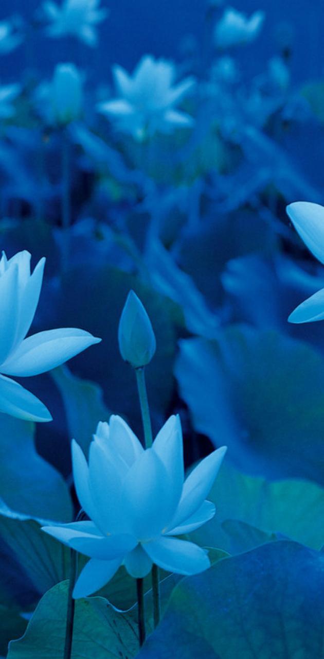 Blue Lotus Flower Wallpapers Top Free Blue Lotus Flower Backgrounds