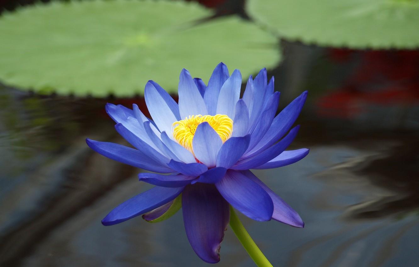 1332x850 Wallpaper flower, leaves, water, pond, blue, Lotus, Lily, water Lily image for desktop, section цветы