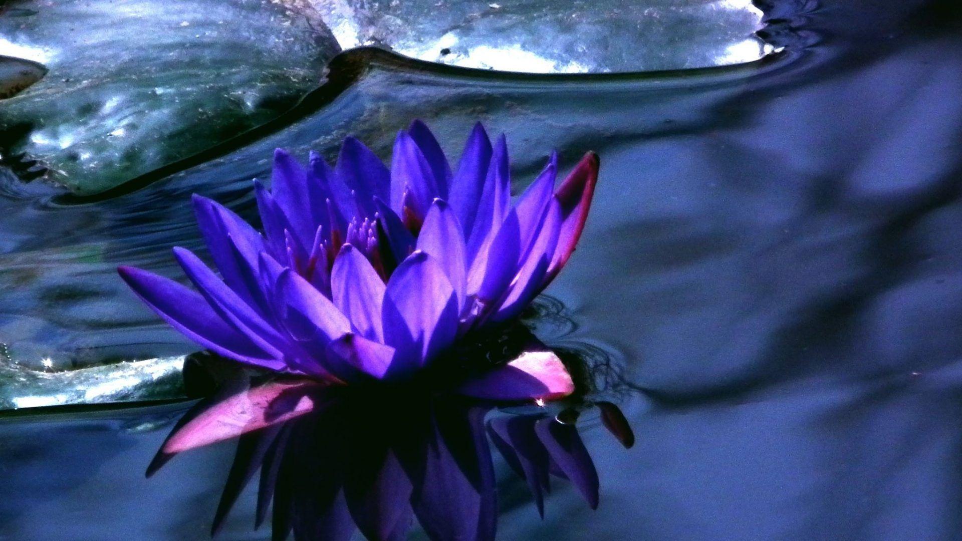 1920x1080 Blue Lotus Wallpaper