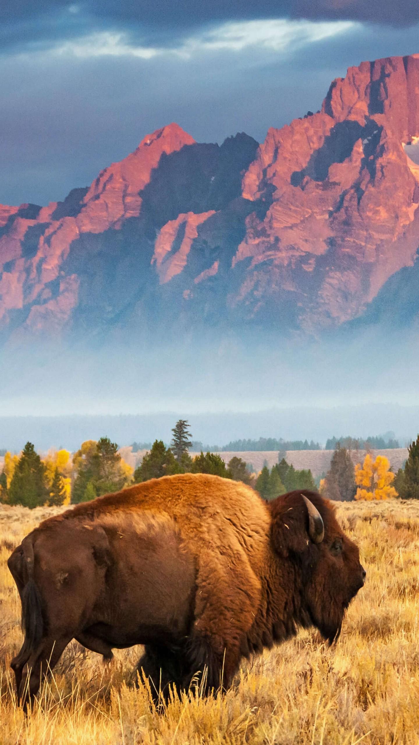 1440x2560 Wallpaper bison, Grand Teton National Park, Wyoming, USA, Bing, Microsoft, 4K, OS