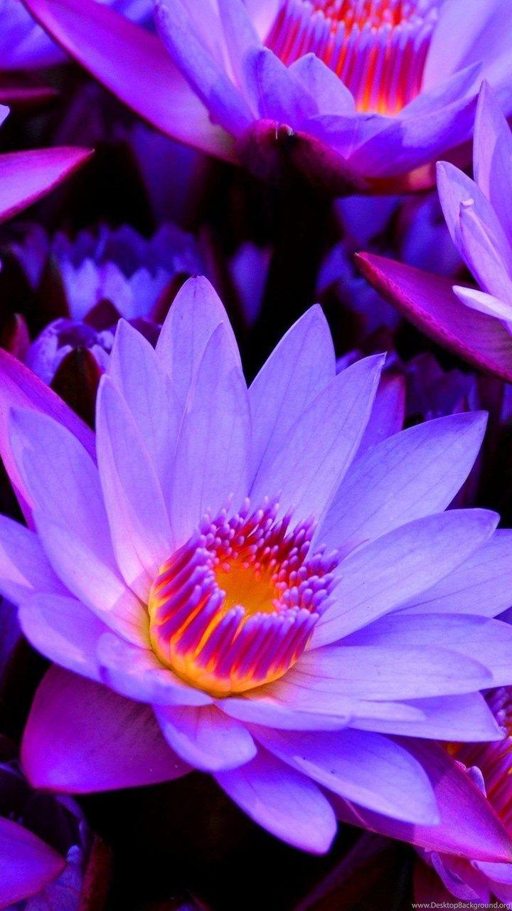 Blue Lotus Flower Wallpapers Top Free Blue Lotus Flower Backgrounds Wallpaperaccess 5955