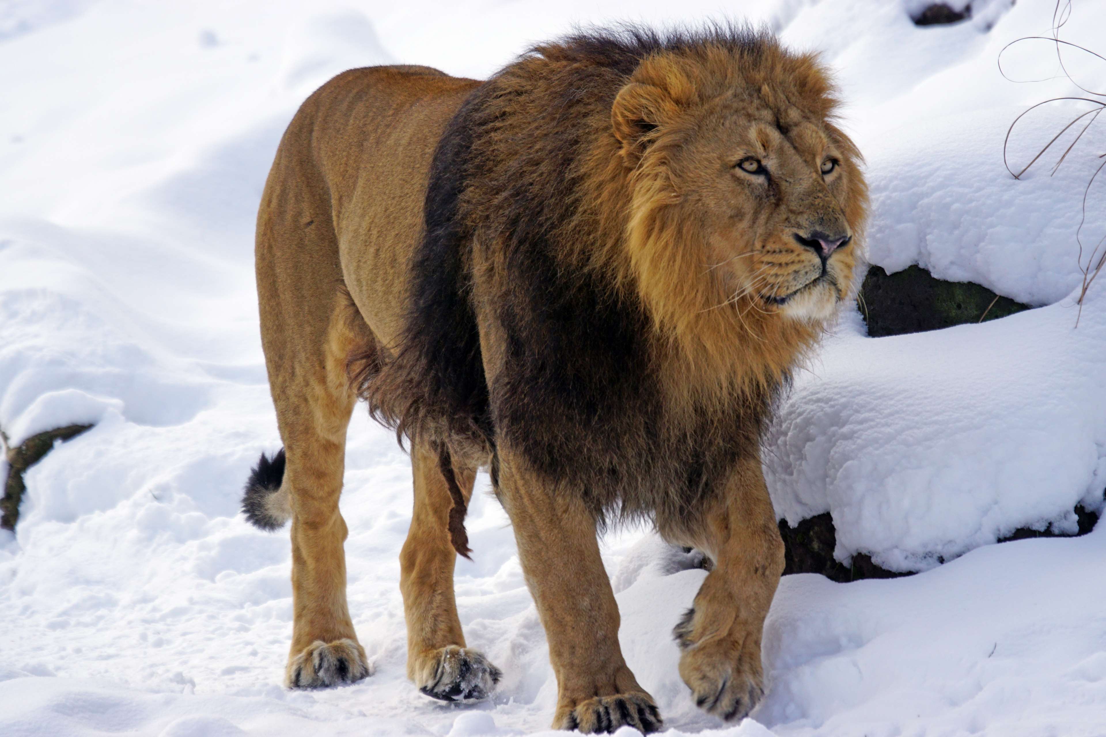 3840x2560 beautiful, cat, cold, dangerous, indian, indian lion, lion, lions mane, male, predator, snow, wildlife photography, winter 4k Gallery HD Wallpaper