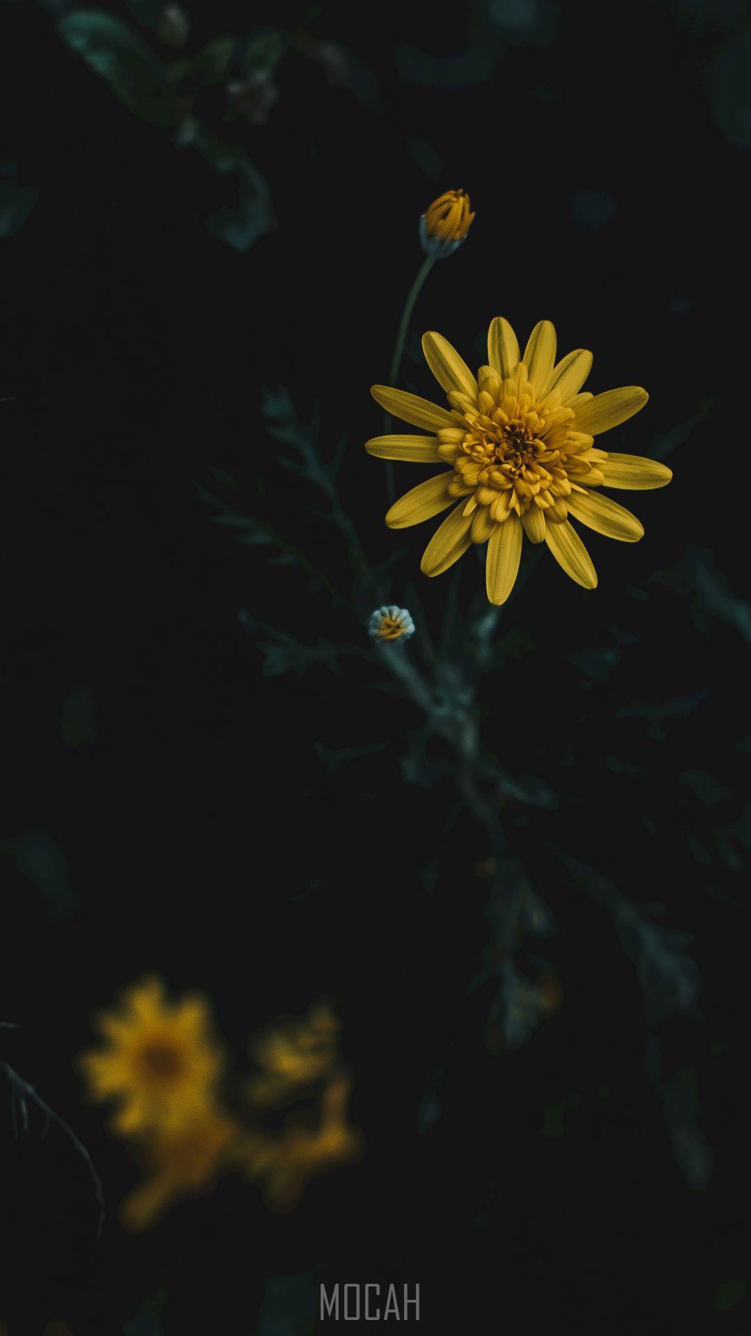 1080x1920 Botany, Yellow, Petal, Factory, Love, Flipkart Billion Capture+ wallpaper hd, 1080x1920 Gallery HD Wallpaper