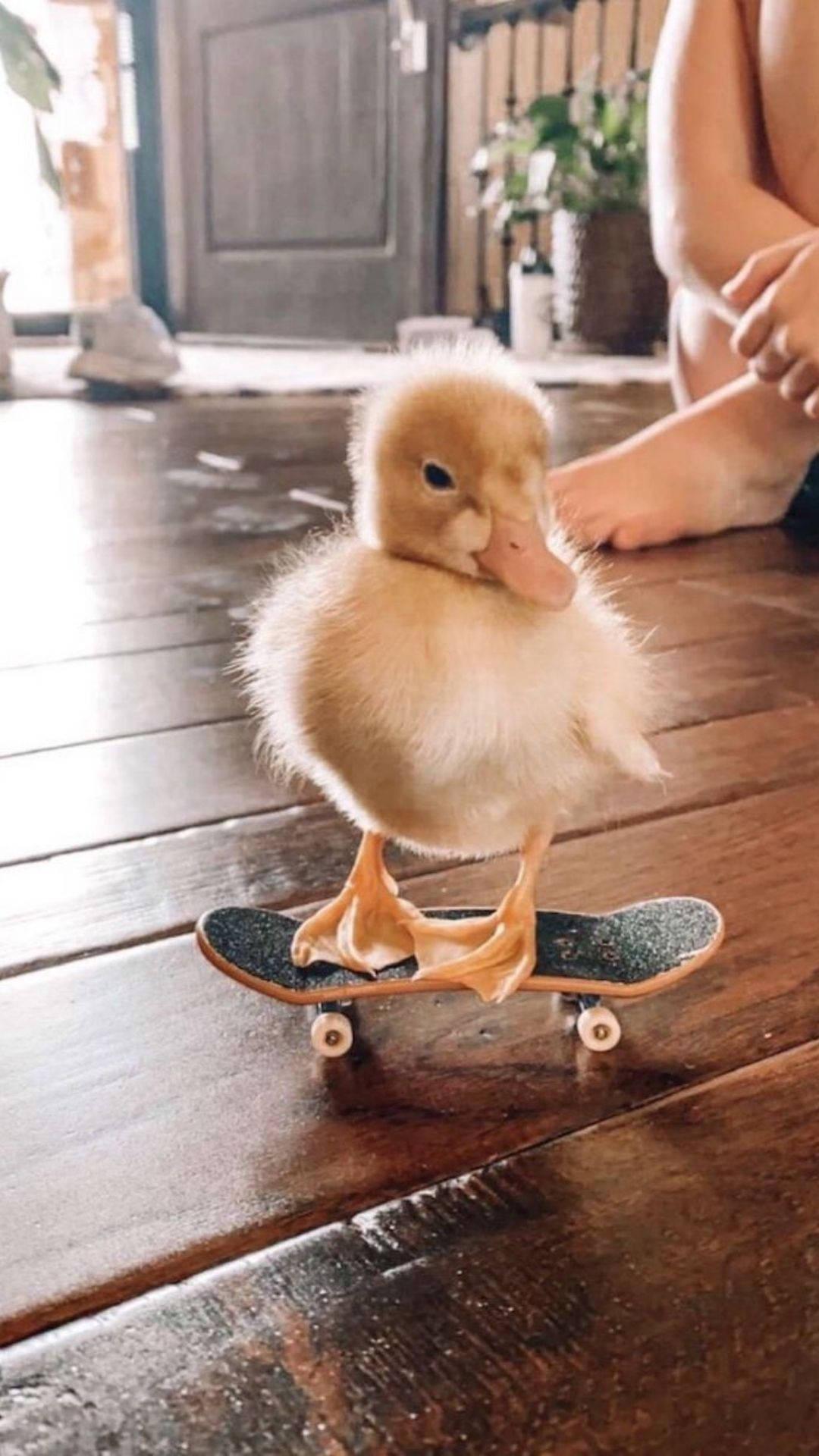 1080x1920 Download Skating Baby Duck Wallpaper