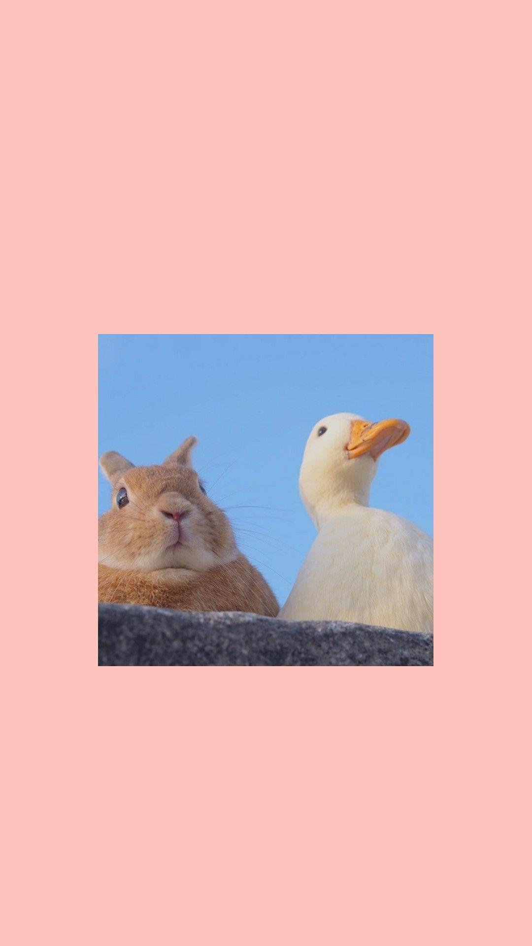 1080x1920 Wallpaper duck. Милые рисунки, Милые котики, Рисунки