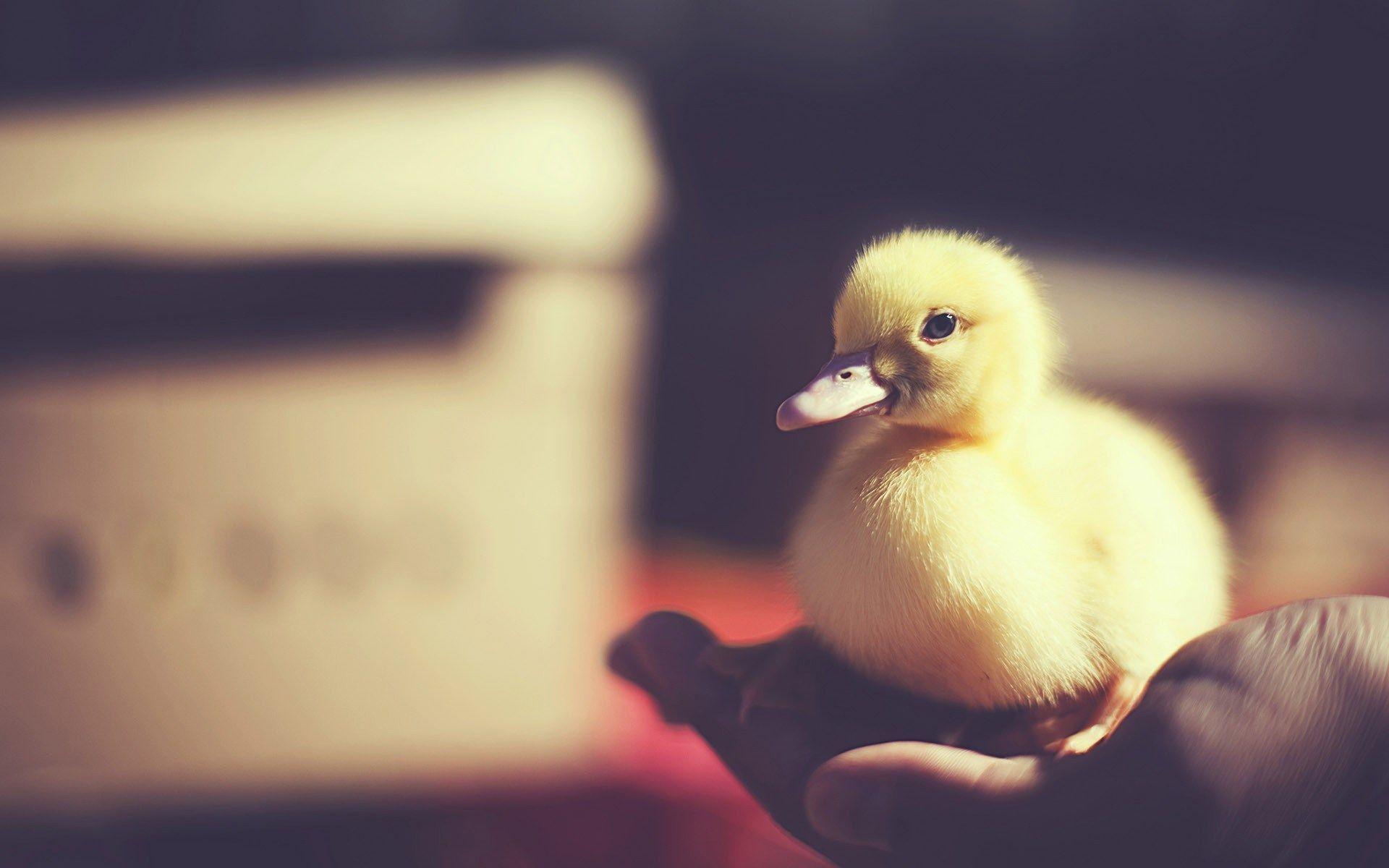 1920x1200 Duck Wallpaper