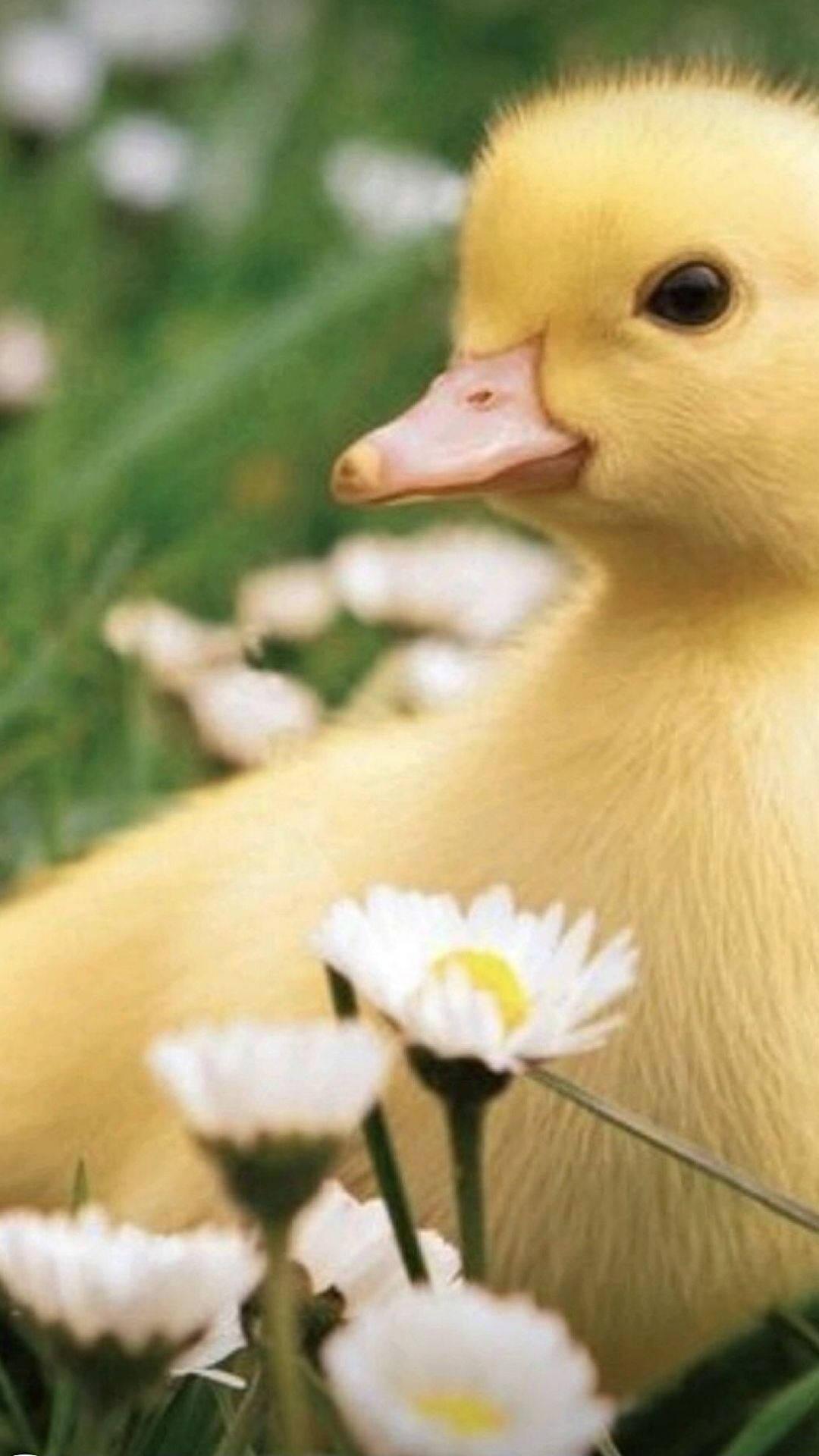 1080x1920 Download Sweet Baby Duck Wallpaper