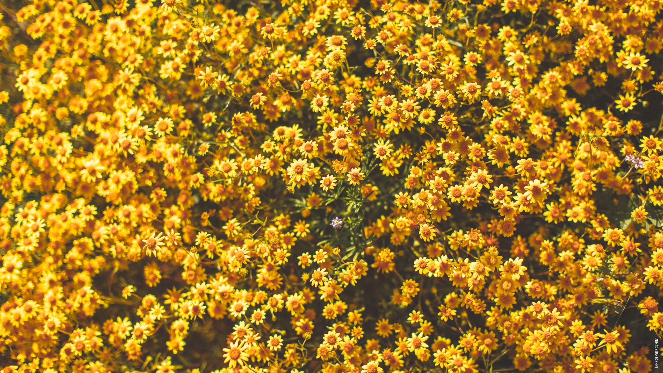 2560x1440 Wallpaper