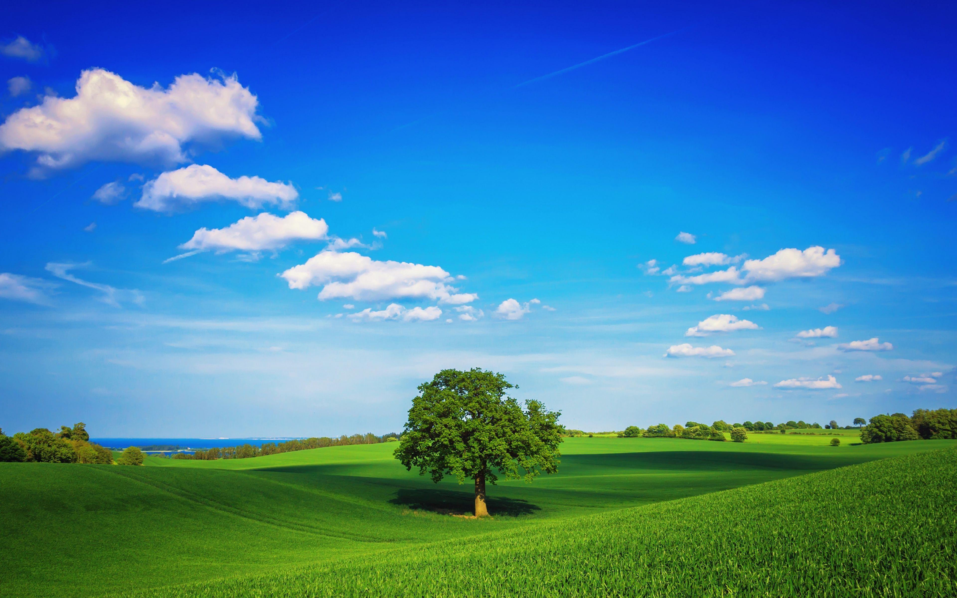 3840x2400 Download HD Green Landscape Lonely Tree Sky Blue Clouds Wallpaper